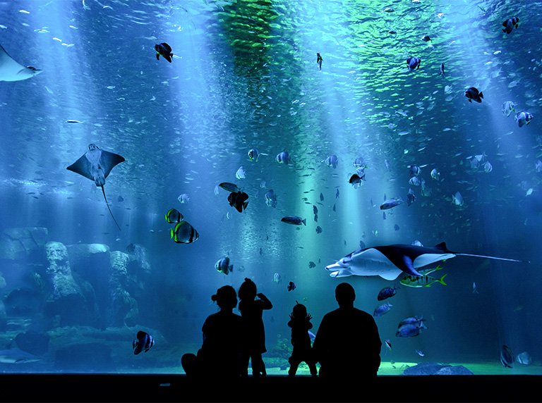 aquariums cite de la mer