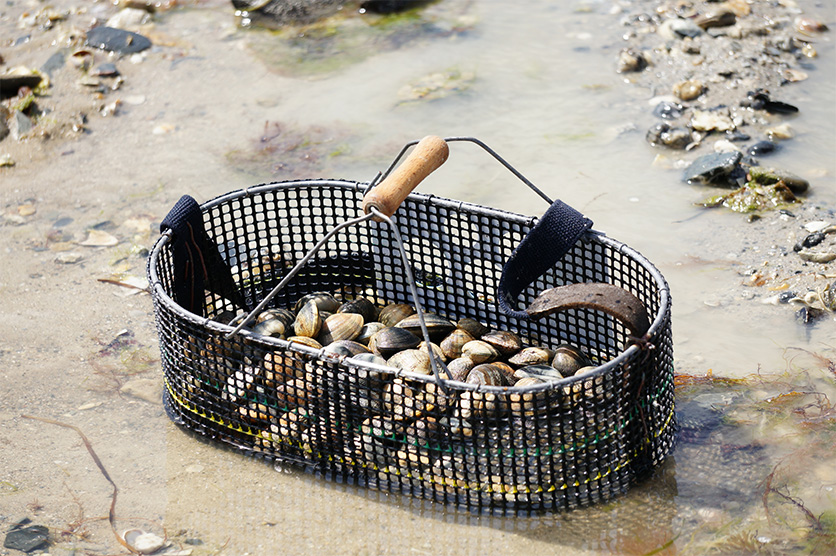 les joies de la peche a pied dans le cotentin