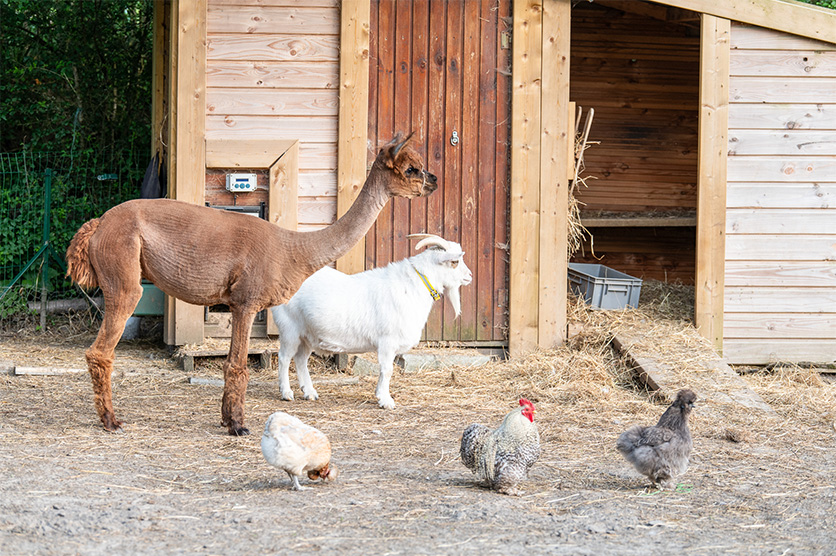 nourrir les animaux de notre mini ferme